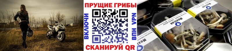 Купить закладки Старица Галлюциногенные грибы мухоморы